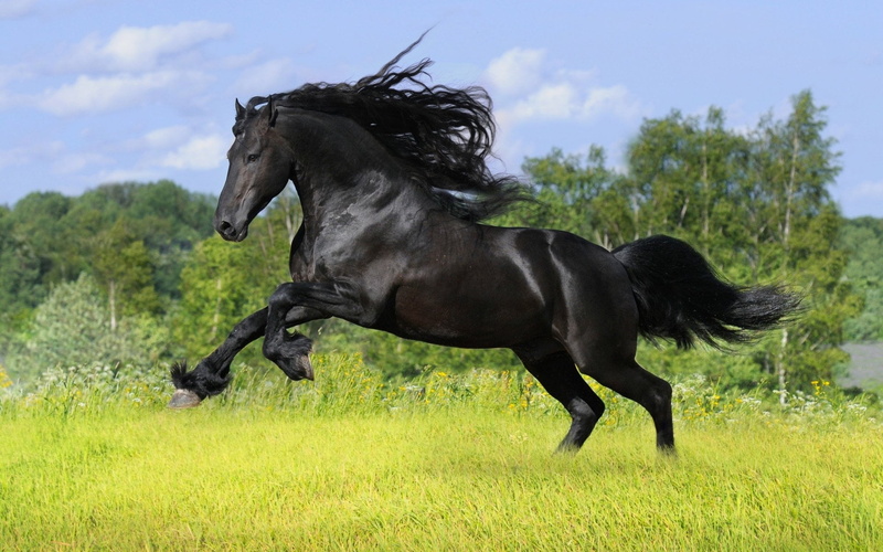 landscape, animal themes, domestic animals, meadow, mammal, domestic, plant, Horse, farm, one animal, arabian Horse, foal, Running, mare, paddock, animal wildlife