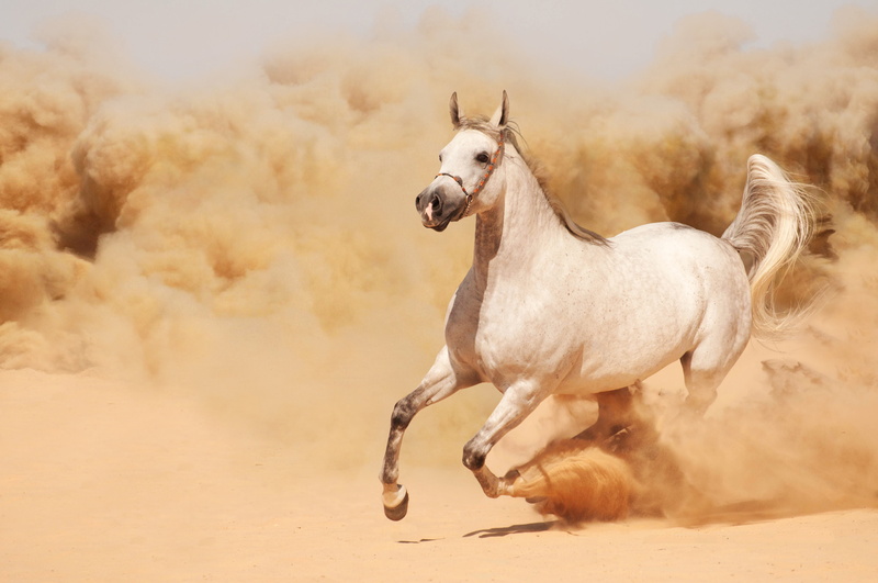 dust, horse, sand, 8K, running, runs, beautiful