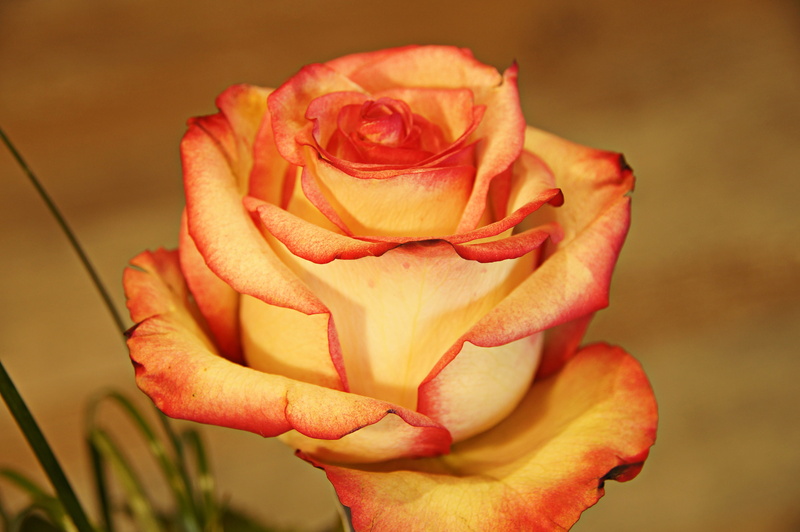 love, positive, day, structure, vulnerability, freshness, abstract, inflorescence, give away, flower, background, valentine, loving, affection, fragility