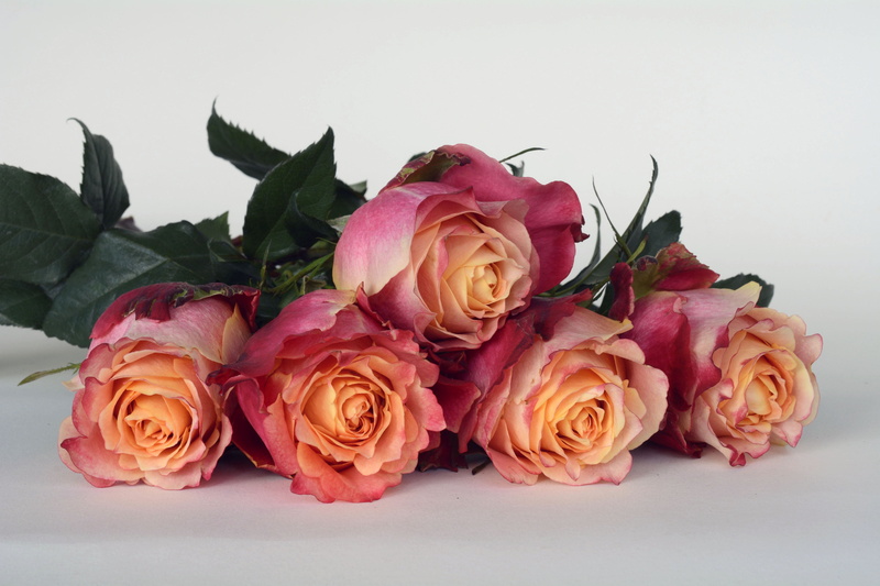 thank you, close-up, pink color, leaf, petal, plant, flower head, indoors, flowering plant, marriage, wedding day, love, flower, red, romantic, yellow