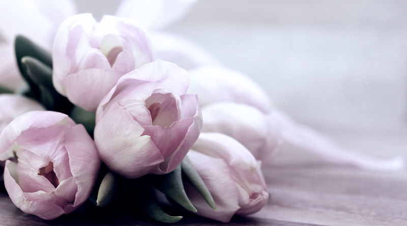 focus on foreground, purple, tulips, romance, flowering plant, schnittblume, beauty, ornamental flower, close-up, petal, nature, day, flower head, 2K