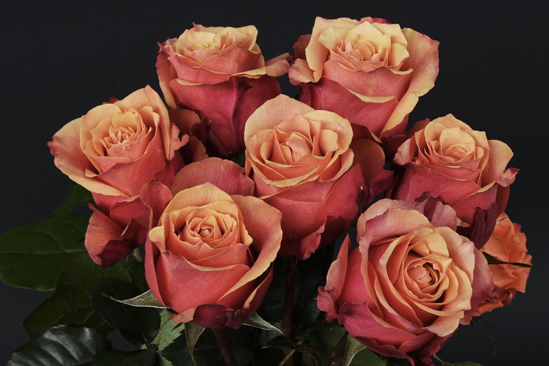greeting card, close-up, studio shot, rose, petal, promise, flowers, luck, flora, marriage, roses, flower head, beauty in nature, freshness, inflorescence