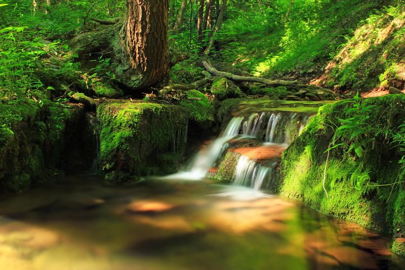 cascades, tropical Rainforest, scenics, stream, creek, landscape, beauty In Nature, moss, leaf, Pennsylvania, water falls, vegetation, rocks, green Color