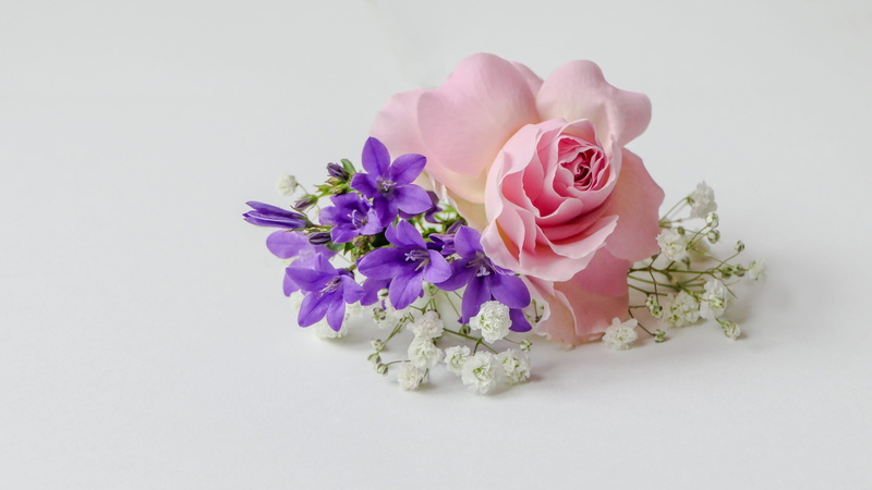 rose-flower, arrangement, greeting, close-up, still life, vulnerability, petal, flower, plant, 5K, white background, pink color, beauty in nature, flower arrangement