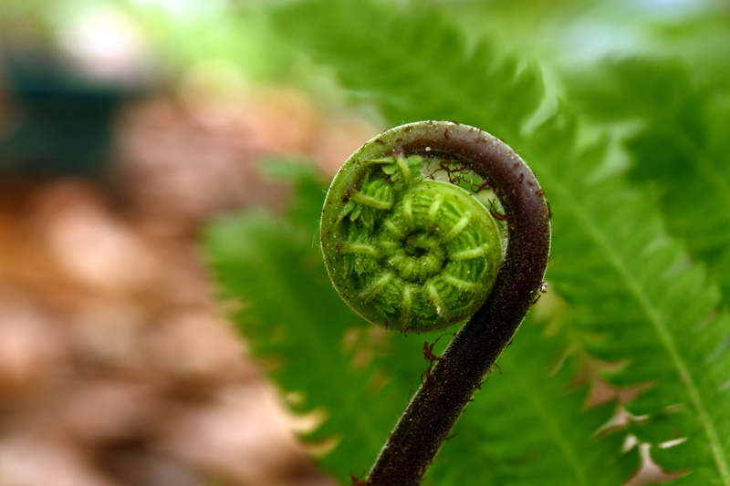 IMG, leaf, green Color, Wood Fern, fern, plant, close up shot, close-up, macro, nature, Geometry, Fibonacci Spiral, shot, 5K, close