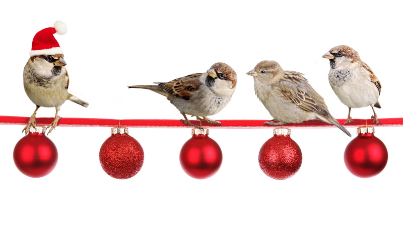 cut out, christmas decorations, christmas decoration, nature, wing, celebration, emotions, animal wildlife, no people, white, animal themes, emotion, christmas balls