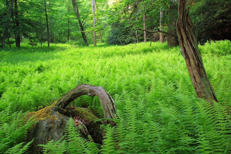 Allegheny Front Trail, leaf, vegetation, field, nature, ferns, summer, Pennsylvania, green, forest, Moshannon State Forest, outdoors, Dennstaedtia punctilobula