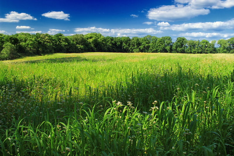 summer, 5K, plants, Knowlton Township, green grass, grass, Warren County, daytime, vegetation, clouds, outdoors, creative commons, cumulus, green, green Color