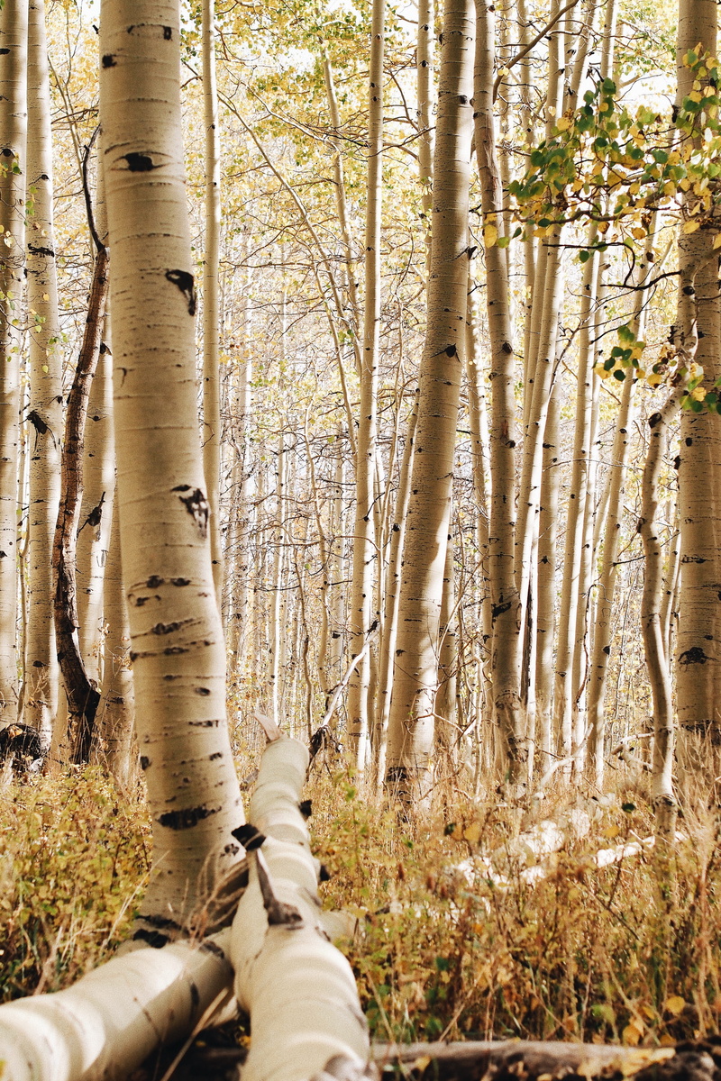 human limb, lifestyles, 4K, trunk, one person, nature, woodland, personal perspective, mountain, day, vegetation, human leg, tree trunk, grove, heber city