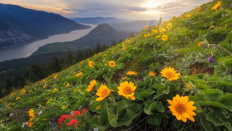 panorama, outdoors, dog mountain, nature, columbia river, fragility, spring, wildflower, flora, beauty in nature, meadow, green color, washington, view