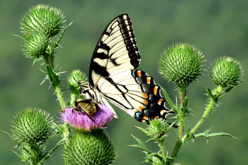 perched, pink, mountain, 1080P, tiger, butterfly, butterfly - Insect, closeup, animal, photo, plant, insect, summer, Swallowtail butterfly, Tiger Swallowtail
