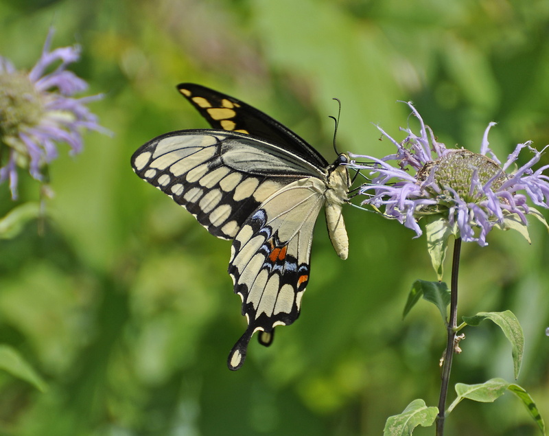 wings, insect, Giant Swallowtail, 2K, butterfly, insect  wing, Auburn Hills  Michigan, Swallowtail Butterfly, nature, butterflies, flower, Butterfly  butterfly