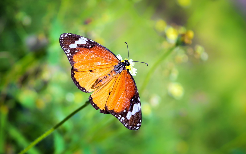 nature, tiger butterfly, butterfly - Insect, close-up, animal Wing, petaled, common, flower, multi Colored, 4K, common tiger, insect, white, tiger, perched