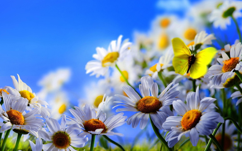 Flowers, Daisy, 2K, Blue, White, Yellow, Sky, Butterfly