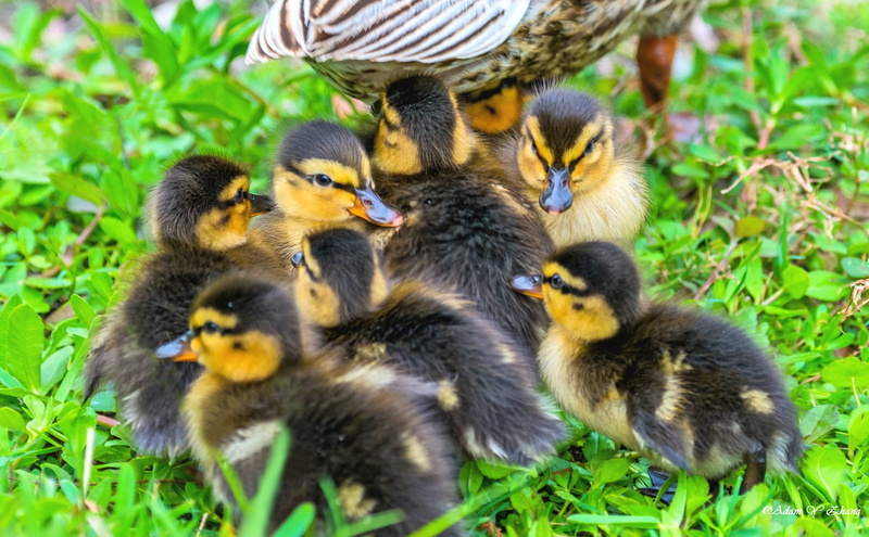 Curve, Close-up, Fine  Art  Photography, Nikkor, lens, Gallery, yellow, Lake Mary, Central  Florida, Standard, Wildlife, ducklings, Telephoto, ngc, Siblings