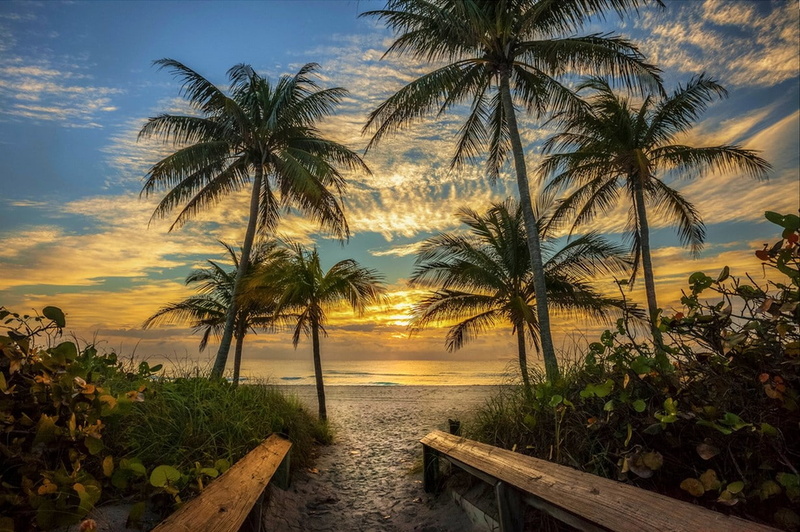 sand, plants, palm trees, landscape, path, beach, clouds, nature, sunlight, 480P, sky, sea, Florida