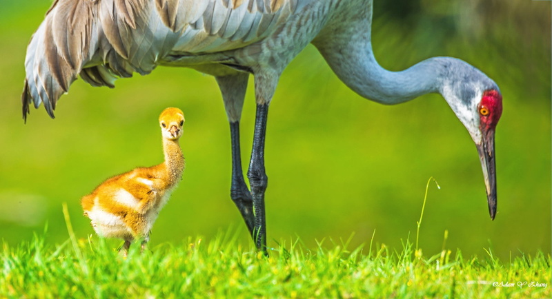 Orlando, Central  Florida, Wildlife, Macro, crane - Bird, bird, 长焦, Close-up, white, Beauty, chick, lens, Gallery, Lenses, Standard, selective, Curve, beak