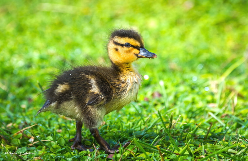 Cute, outdoors, Wildlife, standing, 720P, Macro, Close-up, Telephoto, Cuteness, animal, beak, nature, feather, Photographer, duck, bird, grass, mallard Duck