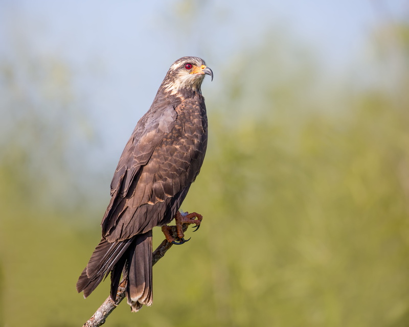 nature, brown falcon, bird, wildlife, hawk - Bird, beak, falcon, feather, flying, 4K, animals In The Wild, animal, Female, animals Hunting, Lens, brown