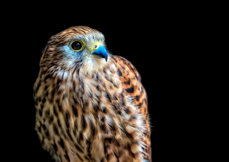warden, nature, Kestrel, canon, feather, den, bird, west  midlands, eagle, black, wildlife, beak, bird of Prey, hawk - Bird, animal Eye, animals In The Wild