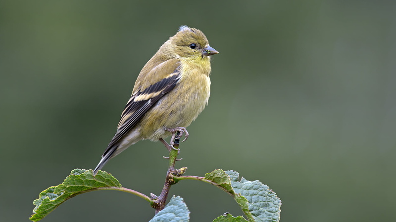goldfinch, animal, juvenile, bird, feather, finch, brown, animals In The Wild, American Goldfinch, nature, 1080P, branch, black bird, black, american