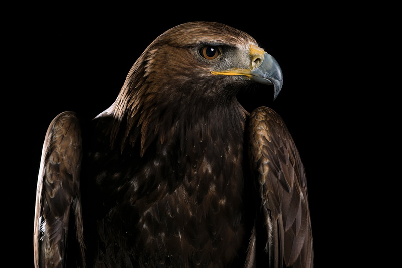 close, hawk, hawk - Bird, carnivore, bird of Prey, Explored, Owl, animals Hunting, beak, brown, brown hawk, photo, wildlife, feather, Raptor, animals In The Wild