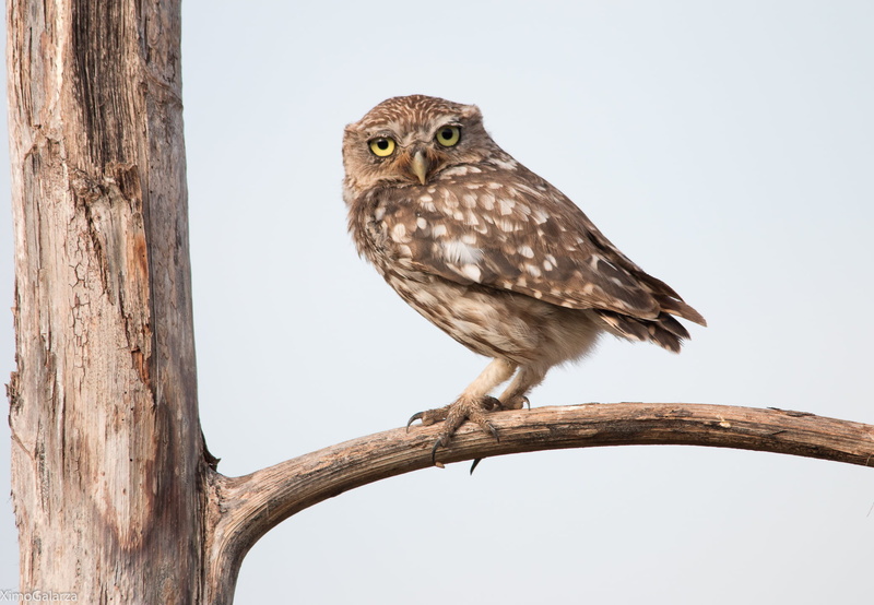1080P, carnivore, beak, trunk, brown, animal, owl, looking, daytime, wildlife, animals Hunting, bird, bird of Prey, feather, nature