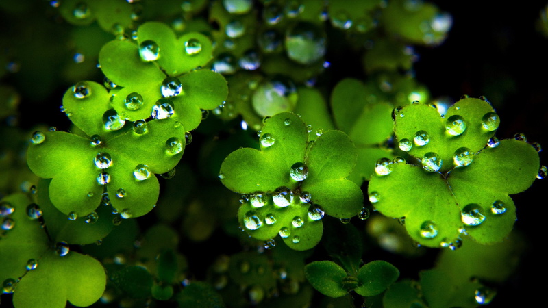 Clover, St. Patricks Day, Earth, 2K, Shamrock