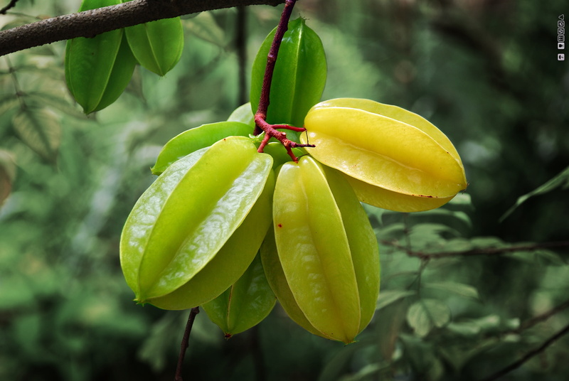 Starfruit, Jungle, leaves, fruits, tree, Star Apple, Garden, Sarasota, Carambola, nature, Star Fruit, plant, leaf, 4K, apple, wild fruit, Florida, star