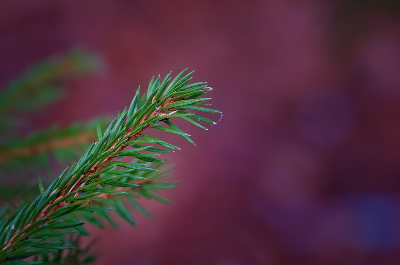 beauty in nature, Branch, text dom, spruce, evergreen Tree, Conifer, purple, needle - Plant Part, spruce Tree, tranquility, leaf, growth, tree, outdoors