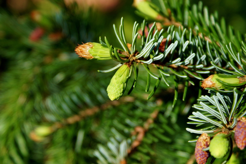 close-up, conifer, evergreen Tree, periwinkle, freshness, Branch, conifer show, flowering plant, leaf, needle - Plant Part, macro, nature, Pine, winter