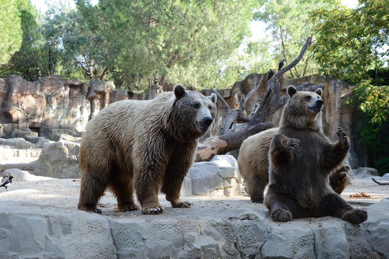 animal family, greet, waiting, day, outdoors, mammal, game, fur, 5K, nature, puppy, animals, amusement park, jump, ears, animals in the wild, numerous