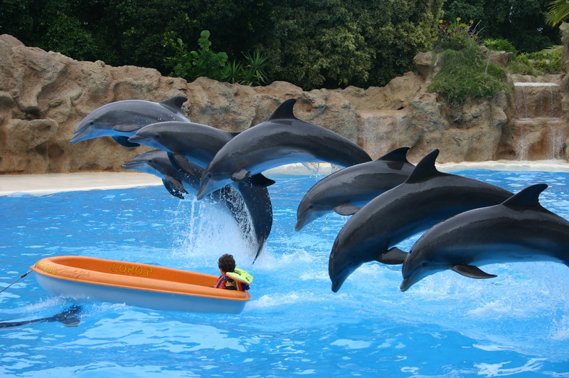 dolphin, motion, underwater, swimming pool, animal, vertebrate, mammal, water, animals in the wild, animal wildlife, marine, aquatic mammal, dolphins, waterfront