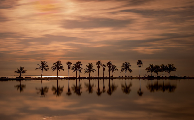 Florida, 2K, palm trees