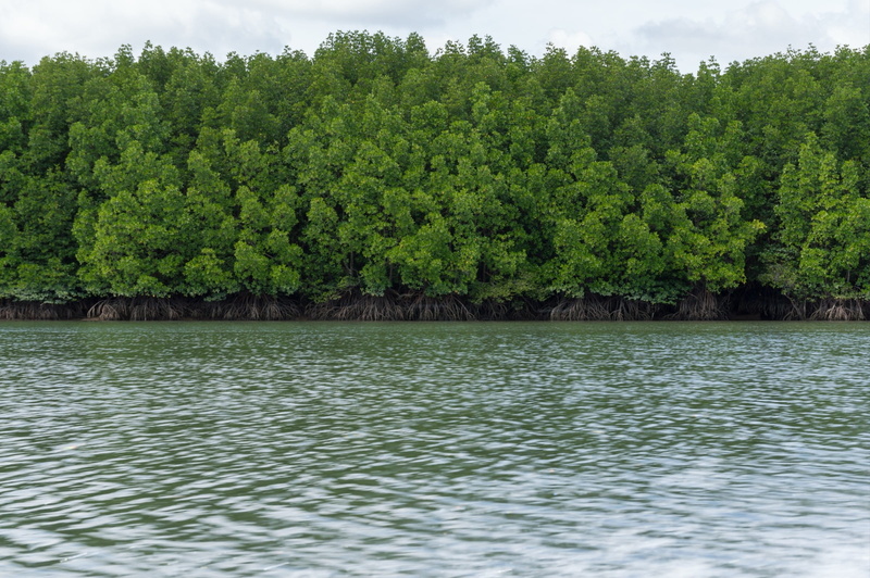 non-urban scene, land, plant, day, tranquility, Pa, tour, idyllic, water, growth, thailand, scenics - nature, beauty in nature, waterfront, lake, Nature