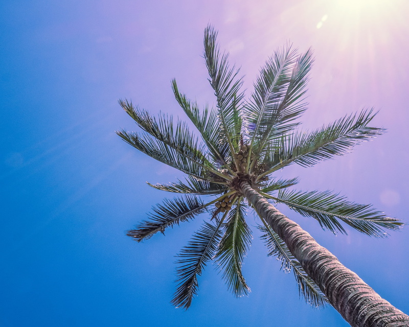 tropical tree, tranquility, summer, no people, nature, tree, plant, palm, palm tree, sky, palm leaf, south beach, sunny, low angle view, outdoors, growth