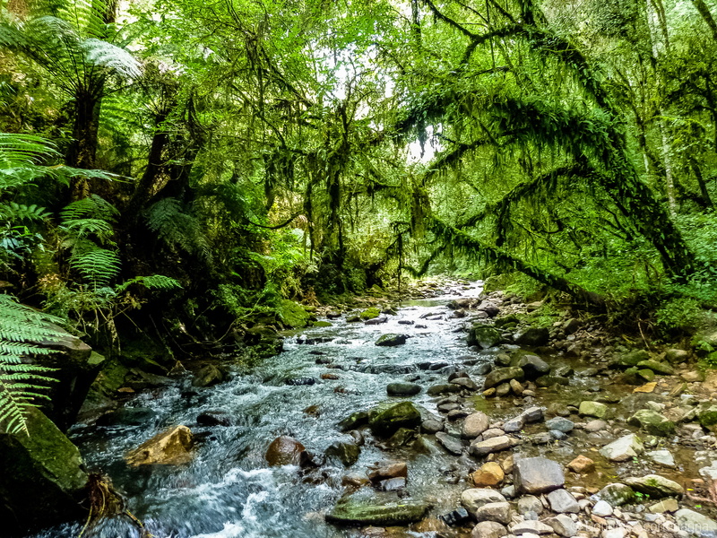 landscapes, water, stream, water  tree, summer, trees, hike, nature, tropical, Brazil, jungle, tree, colorful, lapse, South, urubici, photo, time, landscape