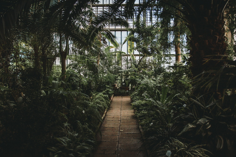 fern, built structure, nature, day, no People, land, green, tropical Climate, brown, photo, Riga, 4K, beauty in nature, tropical Rainforest, greenhouse