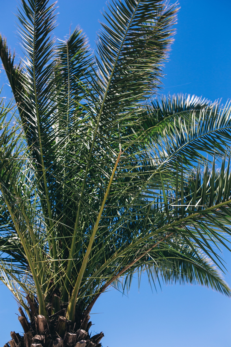 low angle view, no people, sunlight, nature, tranquility, leaves, palm, outdoors, palm leaf, plant, palm Tree, beauty in nature, sky, tropical, clear sky