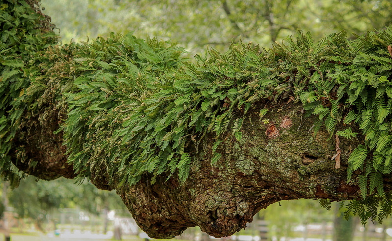 plant, close-up, green, plant part, tree trunk, green Color, beauty in nature, one animal, day, creeping fern, animals in the wild, food and drink, freshness