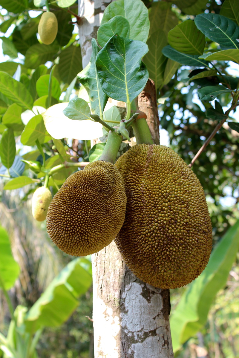 jack, leaf, organic, focus on foreground, food and drink, trunk, jackfruit, close-up, green, day, low angle view, nature, healthy, delicious, 5K, no people