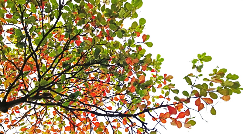 catappa, sky, food, tree, outdoors, botany, 5K, season, food and drink, angle, growth, photography, natural, green color, freshness, colorful, plant, terminalia catappa