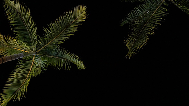 branch, black background, nighttime, foliage, tranquility, night, green, leaf, green Color, close-up, summer, tree, under, low angle, no people, palm, nature
