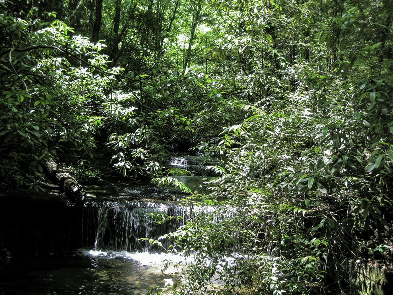tranquility, carrick creek nature trail, photos, foliage, rainforest, leaf, carolina, south, woodland, nature, forest, Creek, trail, state, stream, public domain