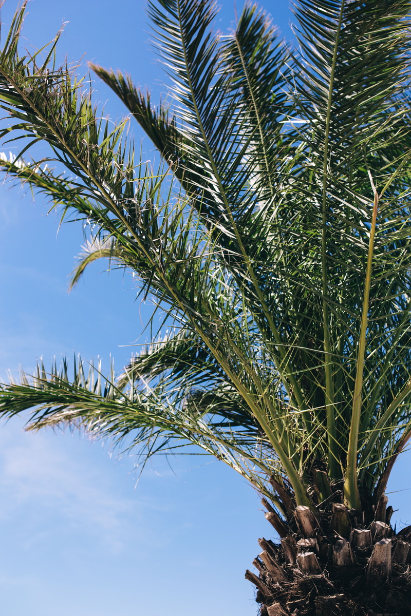 sago palm, Green, leaf, date palm tree, tranquility, cloud - sky, tropical tree, tree trunk, summer, 5K, coconut palm tree, sky, low angle view, beauty in nature