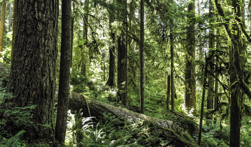 tree Trunk, wilderness Area, outdoors, United States, olympic, nature, branch, Olympic National Park, rainforest, no People, photo, beauty In Nature, growth