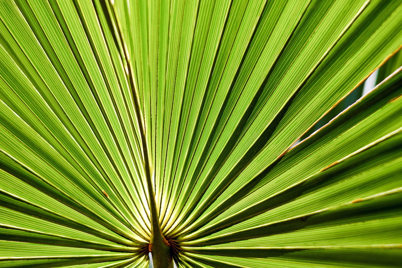palm fronds, close-up, pattern, exotic, structure, fan, backgrounds, green color, sunlight, leaf, against the light-receiving, palm tree, frond, no people