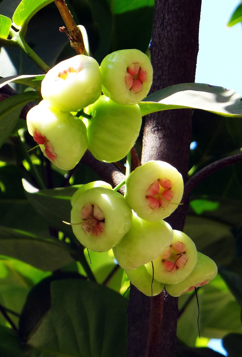 agriculture, no people, plant part, day, growth, Syzygium Jambos, food, plant, vulnerability, fragility, 2K, food and drink, summer, apple - Fruit, nature