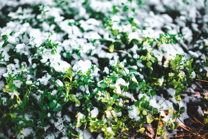 day, growth, plant, tree, close, 5K, close-up, flowering plant, leaves, frost, no people, lichen, beauty in nature, nature, leaf, white color, macro, cold