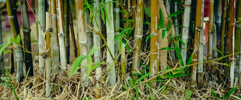color, growth, no people, outdoors, blade of grass, japan, bamboo, bamboo grove, 5K, field, lush, forest, grass, plant, nature, green, garden, jungle